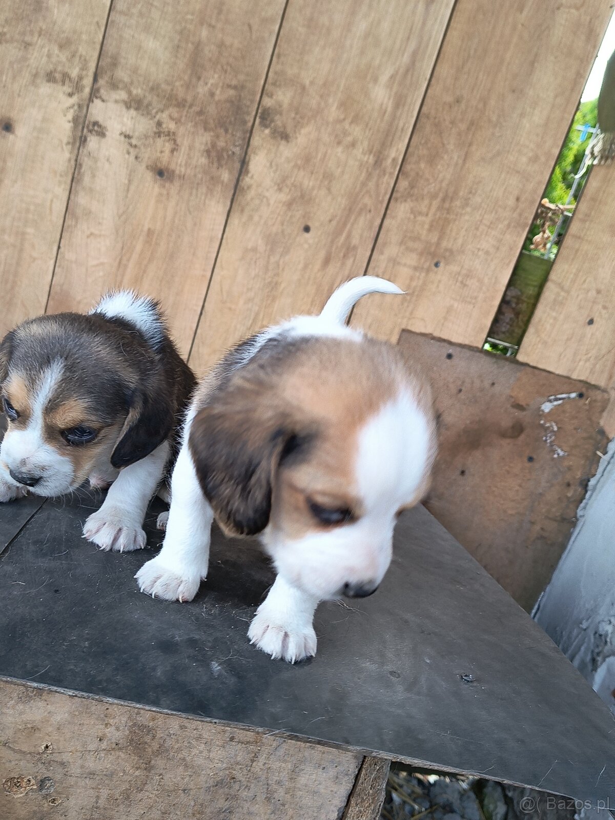 Beagle tricolor - 2