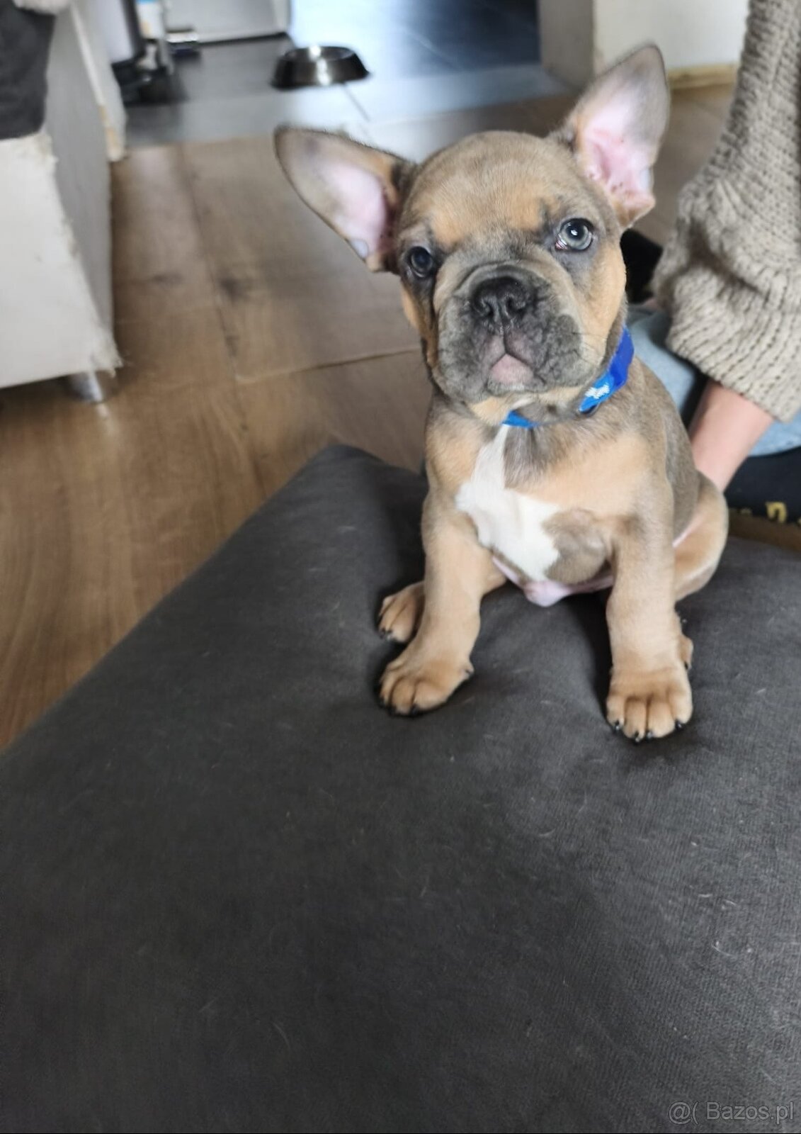Buldogi francuskie - 2
