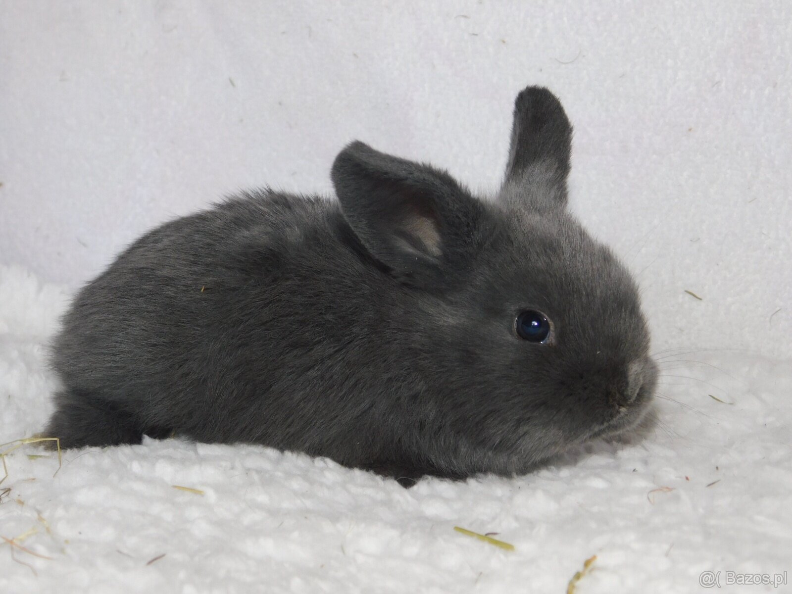 Cudne baranki niebieskie mini lop - 2