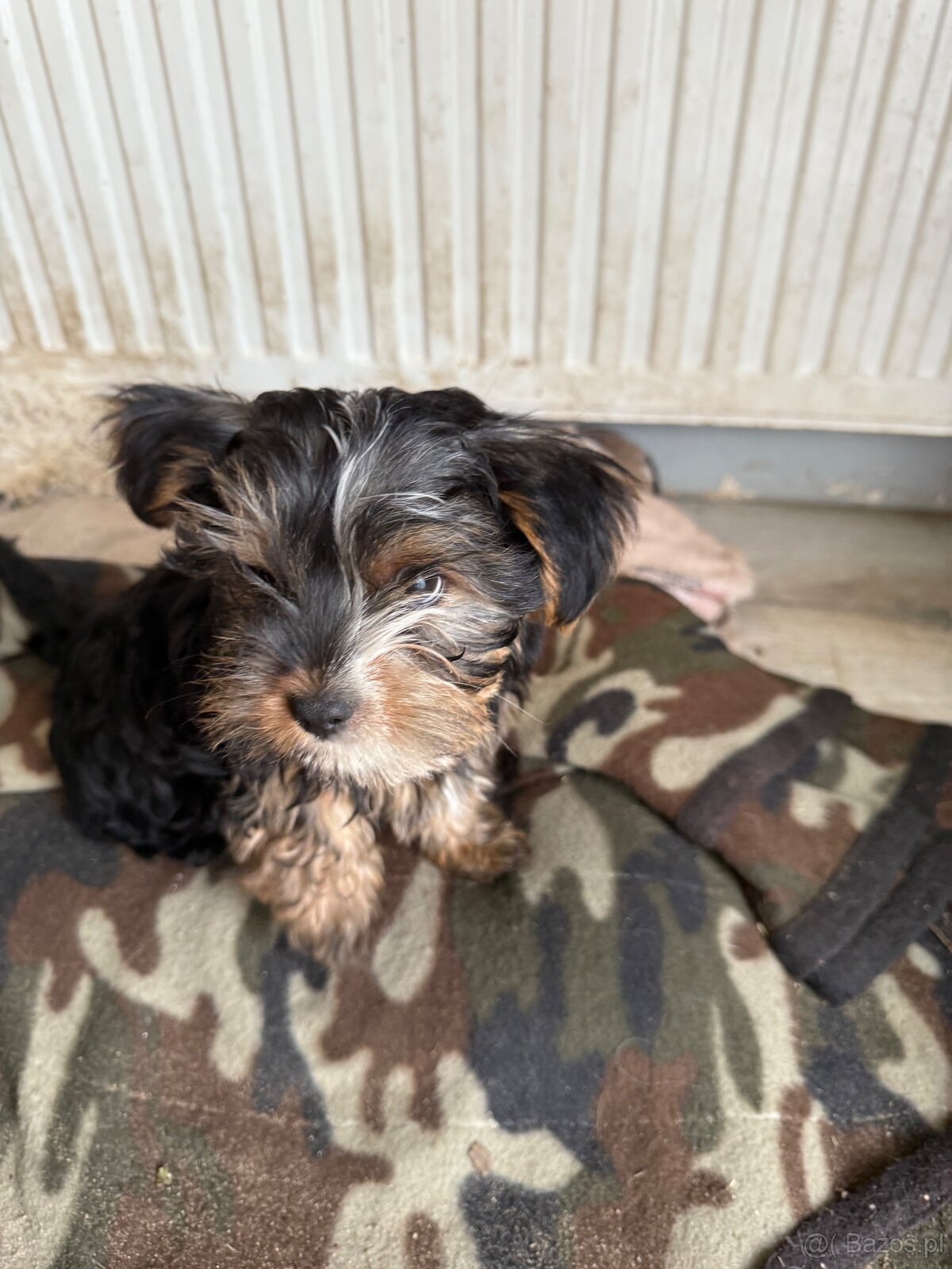 York terier średni - 2