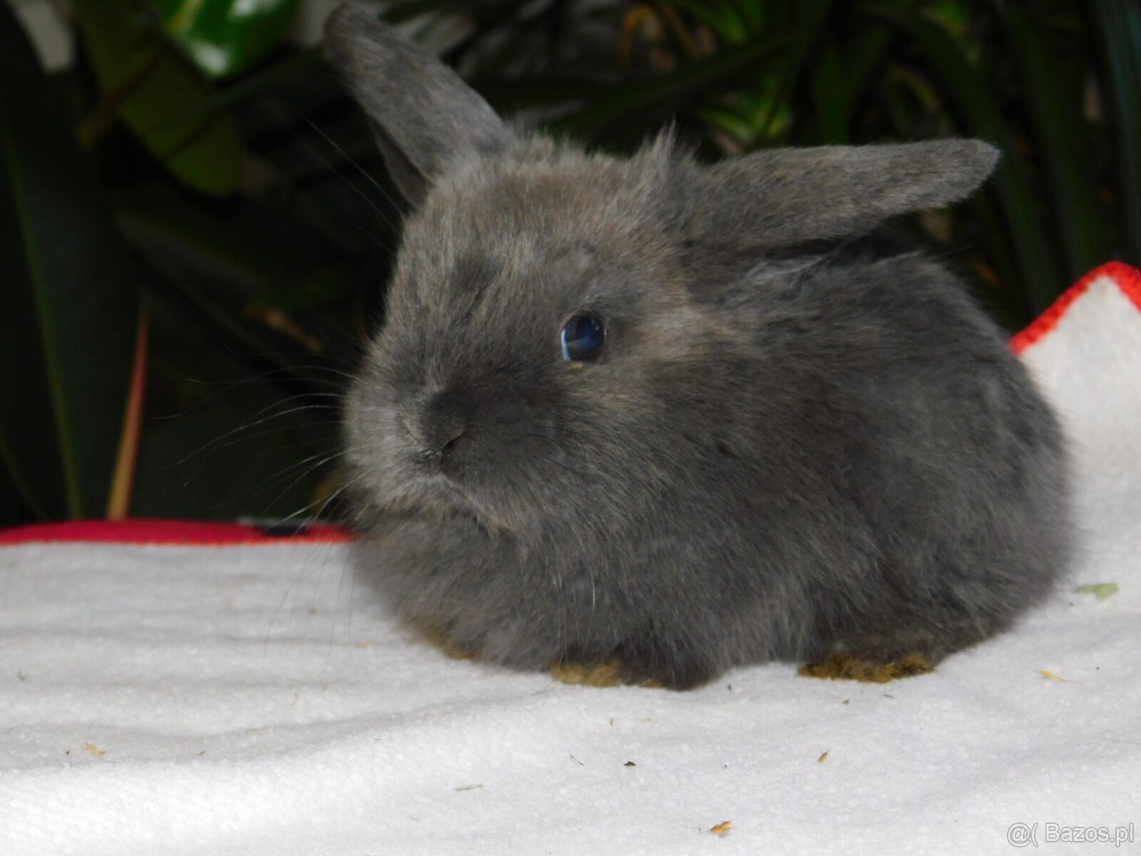 Cudne baranki niebieskie mini lop - 2