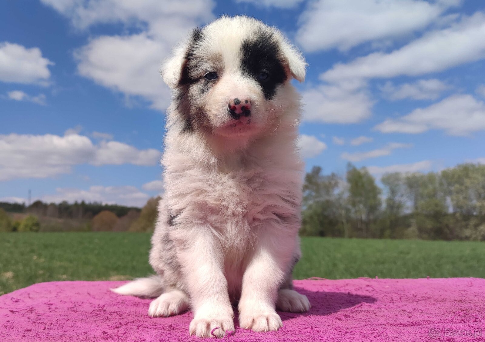Cudowny Border Collie blue merle, pies z hodowli, pełna dok. - 2