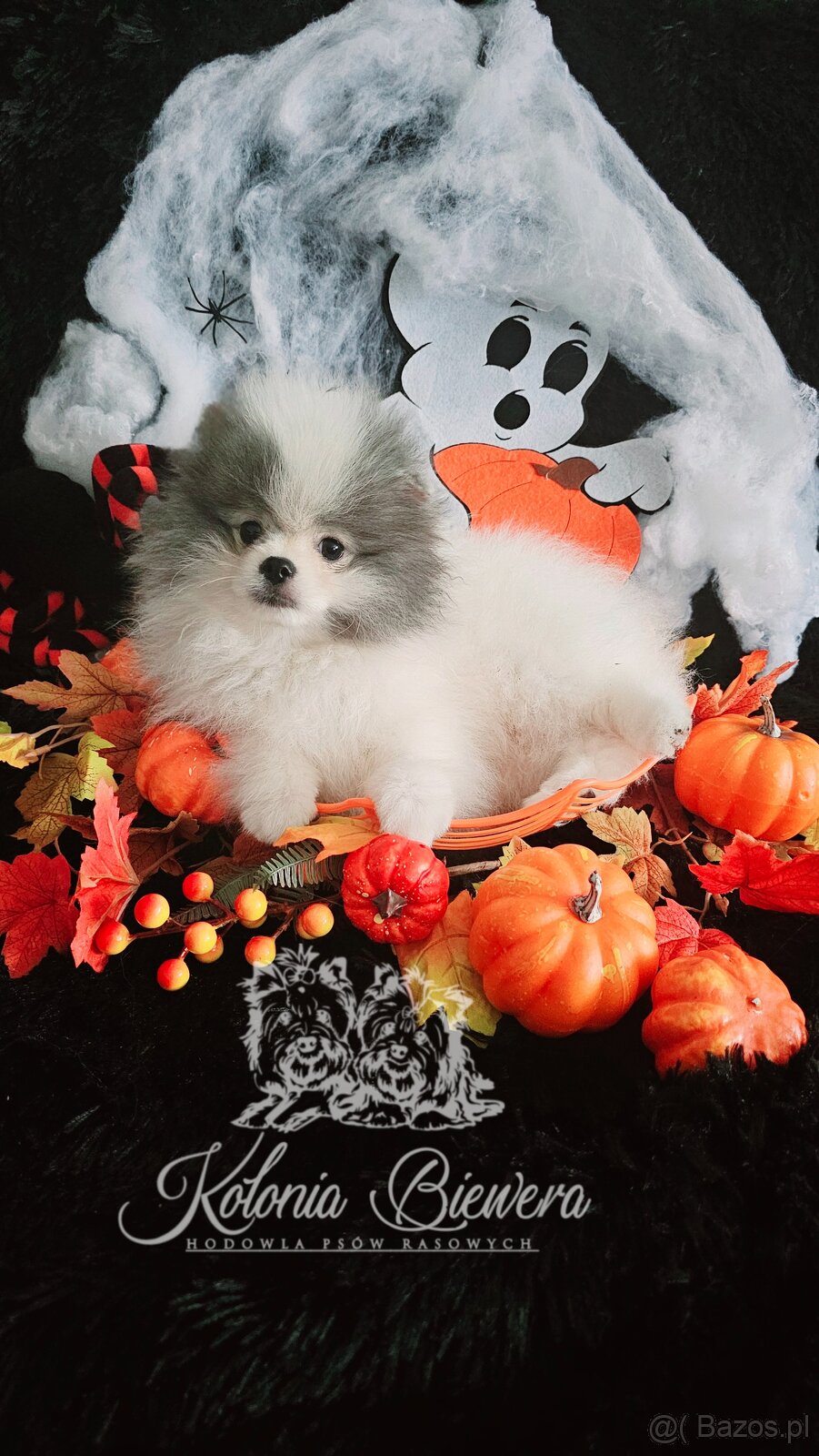 Szpic Miniaturowy/Pomeranian PASZPORT - 2