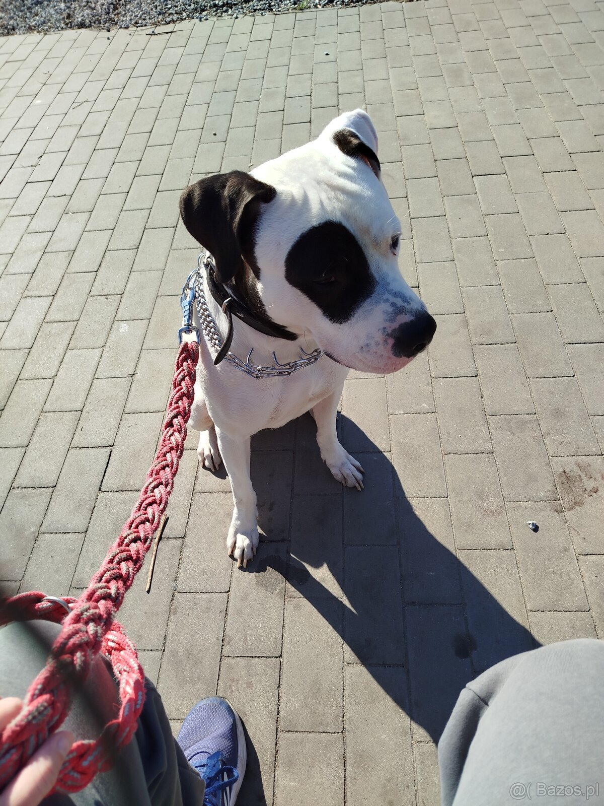 Oddam psa w dobre rece - 2