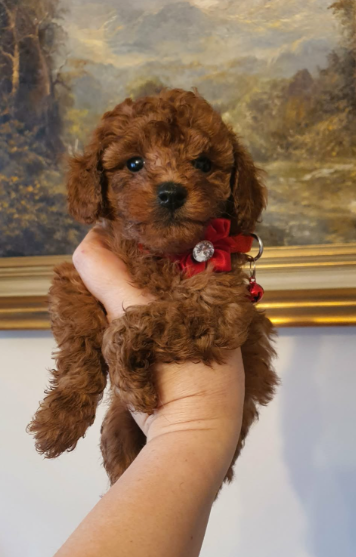 Pudel Toy red śliczna suczka - 2