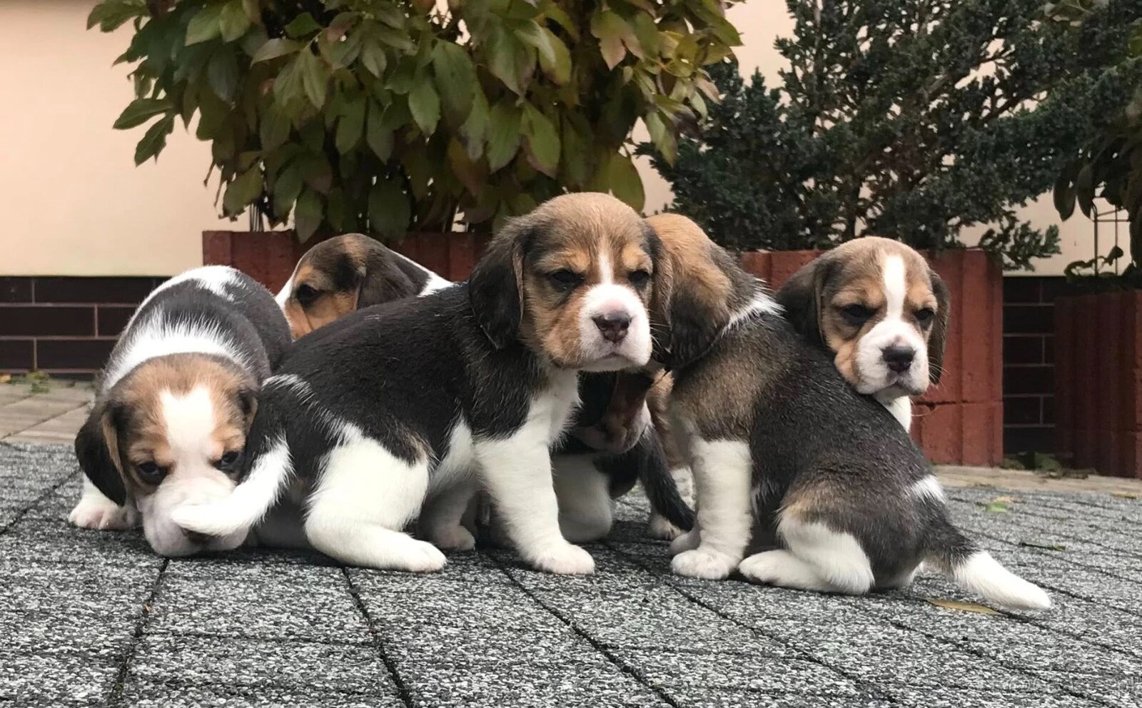 Beagle / Bigle - szczenięta rodowodowe ZKwP / FCI po Champio - 2