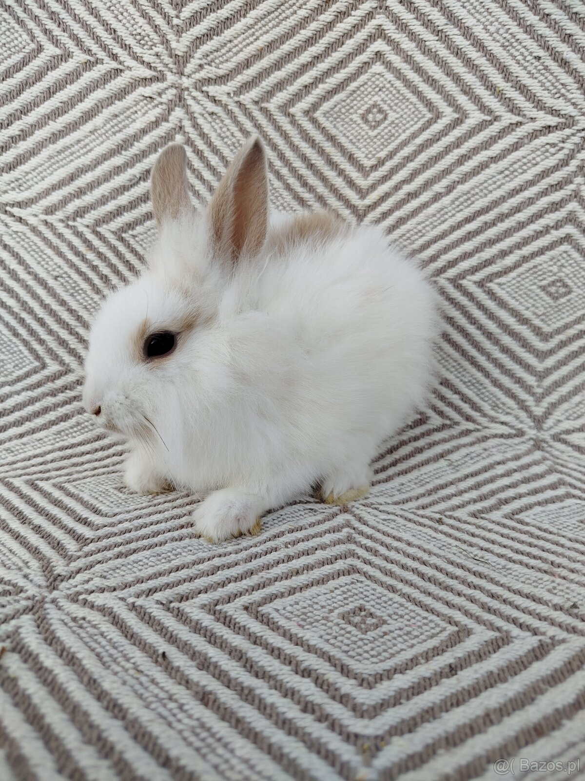 Małe króliki miniaturki - 2