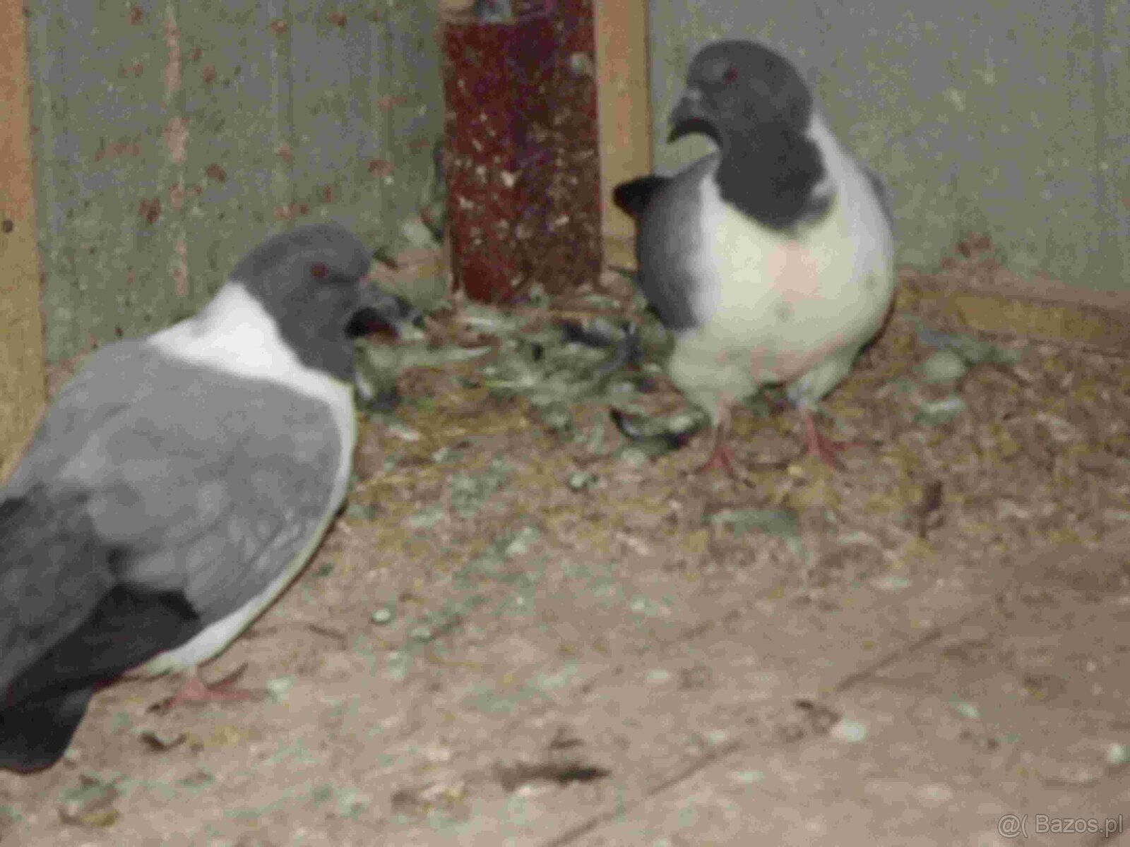 sprzedam gołębie - 2