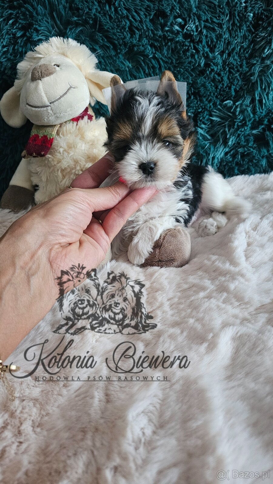 Yorkshire Terrier Biewer (TRICOLOR) piesek PASZPORT - 2