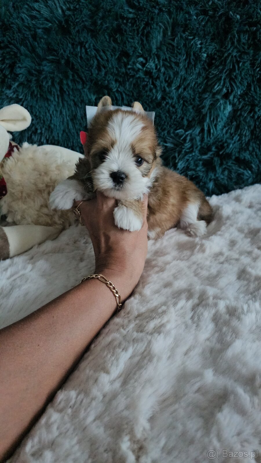 Yorkshire Terrier Ocean Pearl piesek PASZPORT@ - 2