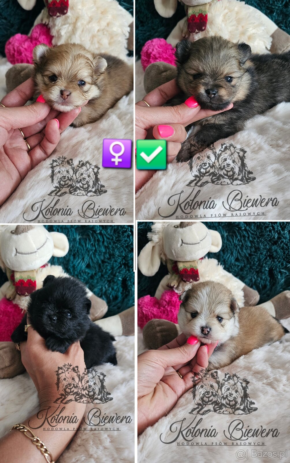 Szpic Miniaturowy/pomeranian PASZPORT - 2