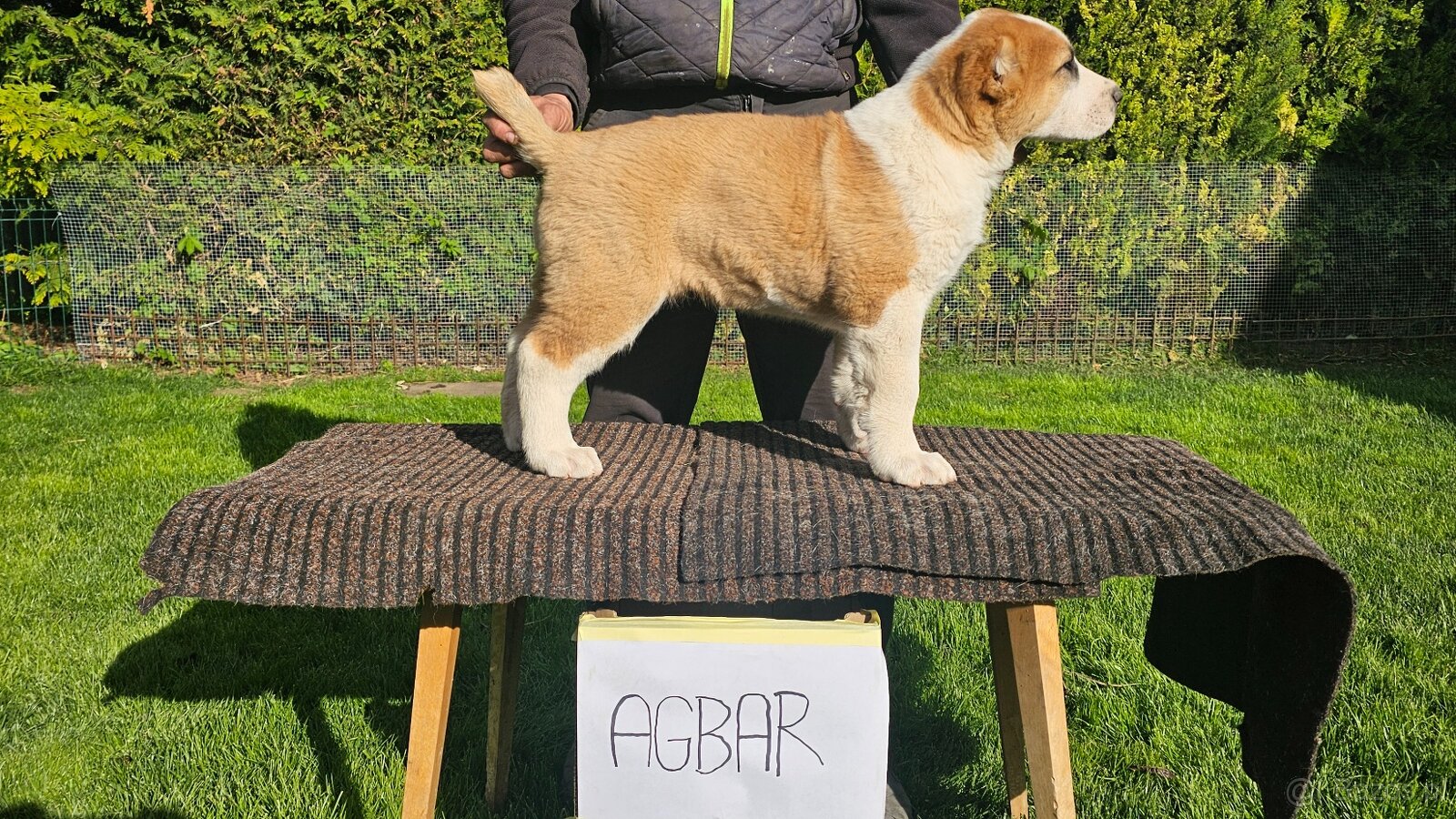 Owczarek środkowoazjatycki – szczenięta z rodowodem - 2