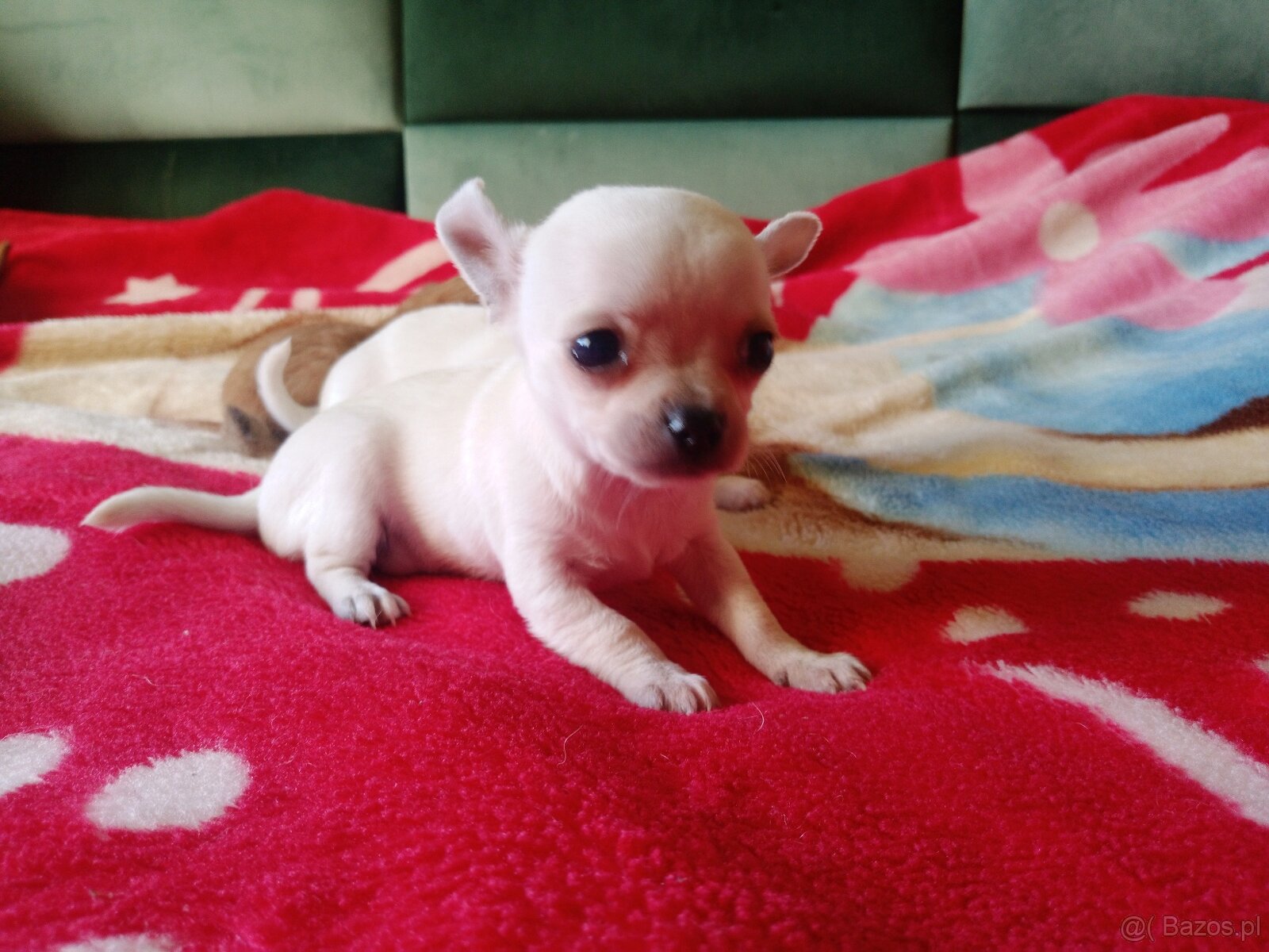 Chihuahua szczenięta - 2