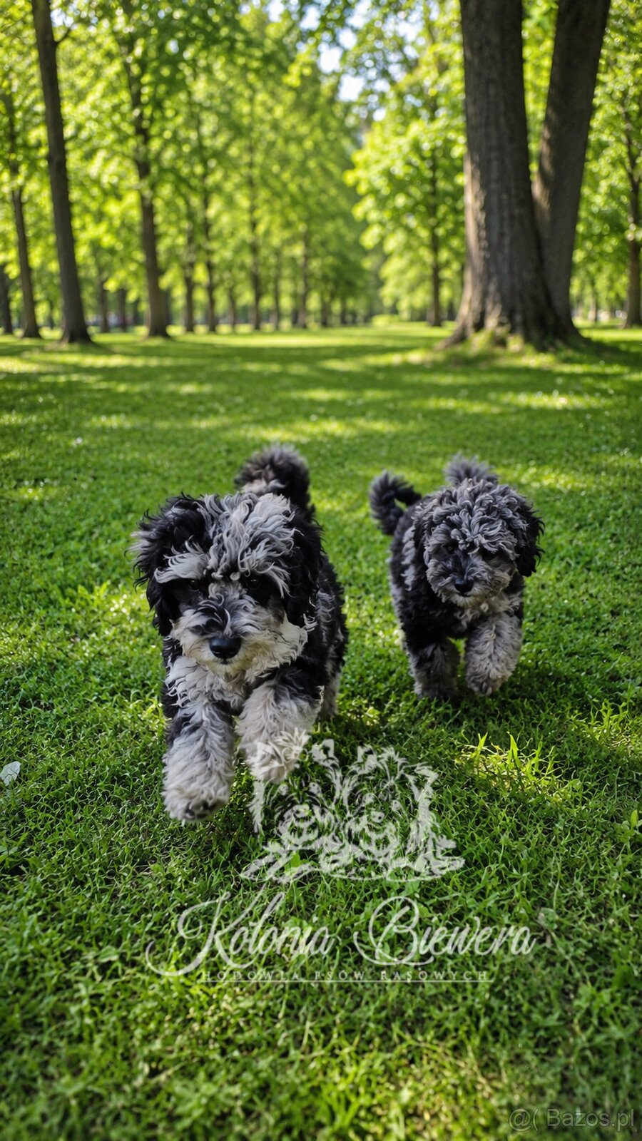 Pudel Miniaturowy Blue Merle Badania Genetyczne Paszport - 2