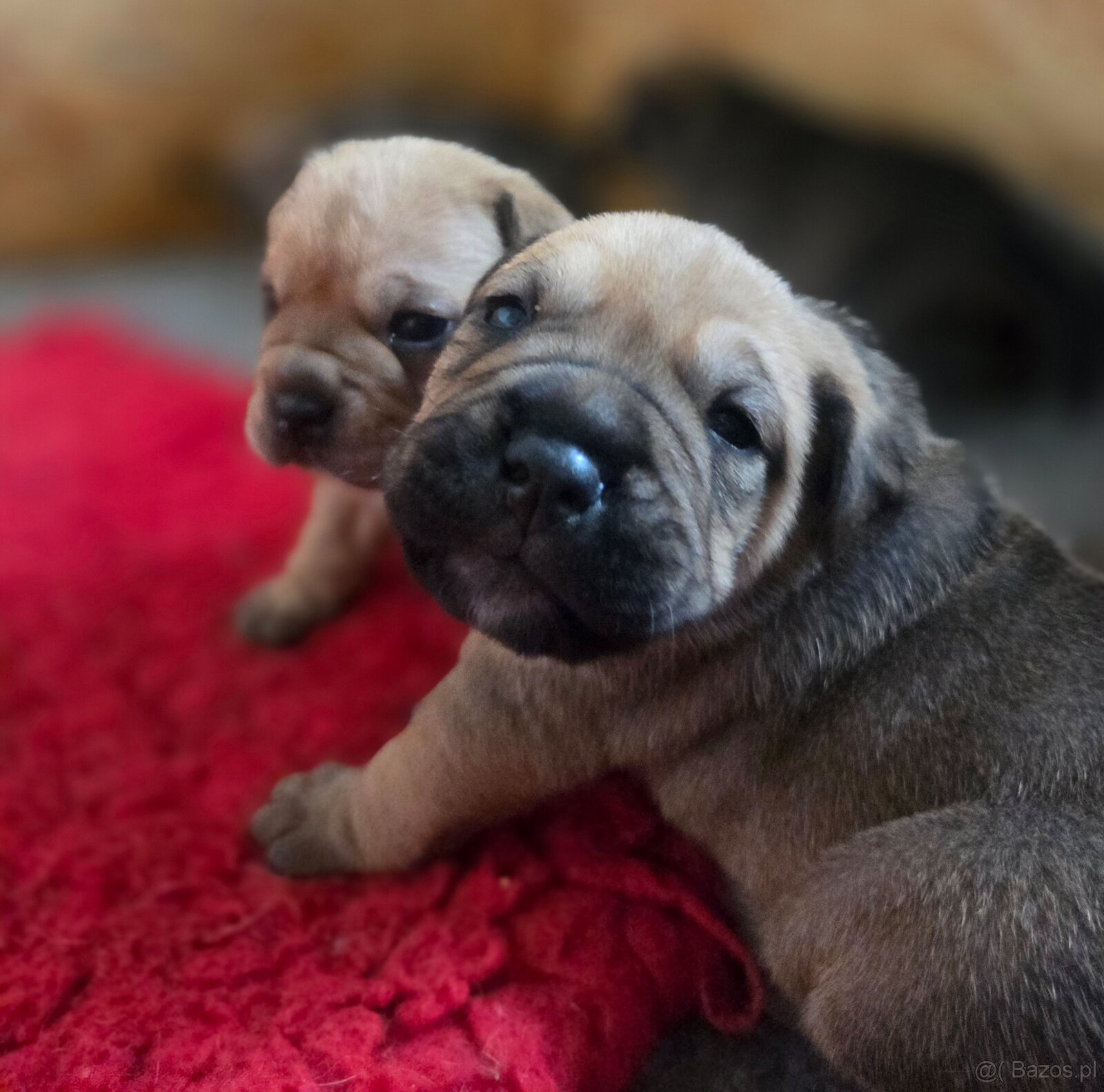 Dog Z Majorki Ca De Bou - 2