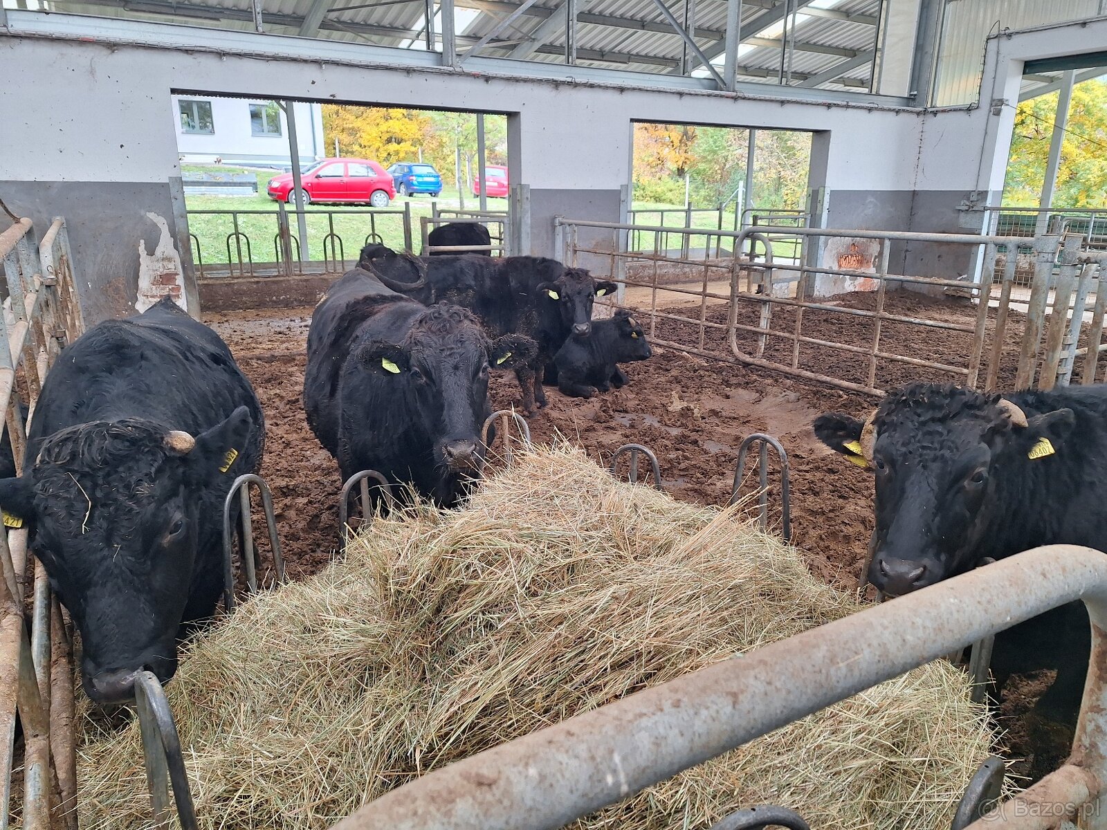 Sprzedaż żywego bydła Wagyu – do hodowli i na mięso | Słowac - 2