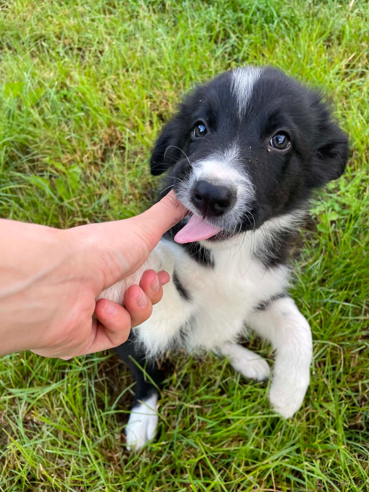 Border collie - 2