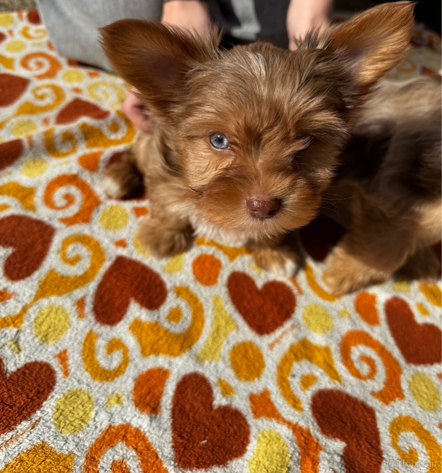 York Yorkshire Terrier - 2