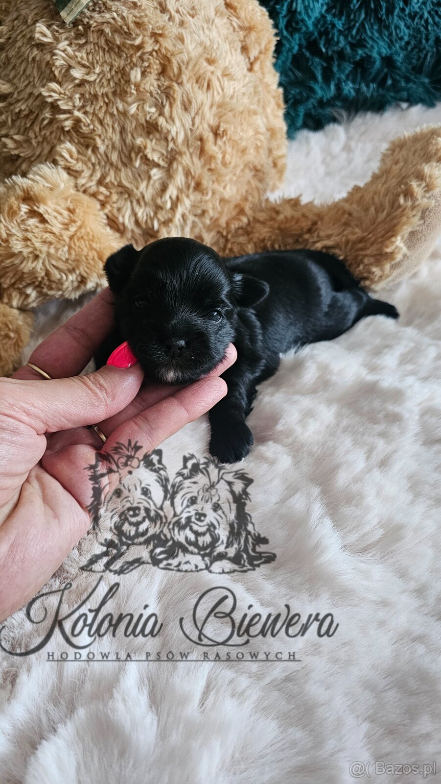 Yorkshire Terrier czarny piesek ( nie wybarwi się) Paszport - 2