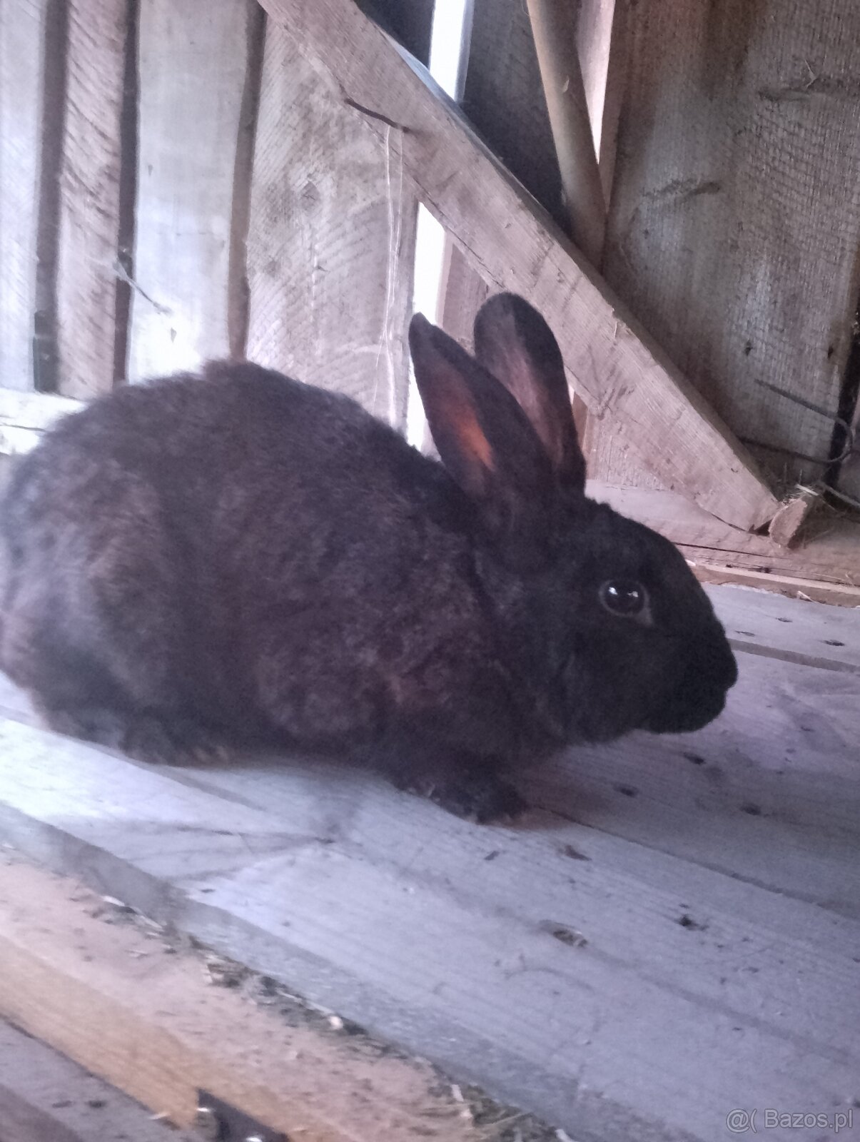 Króliki - 2