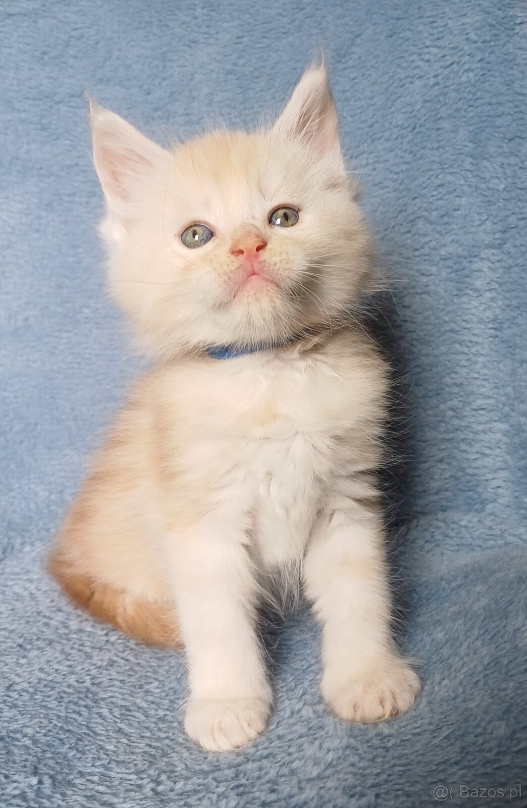 Maine Coon kocurek rodowód fpl - 2