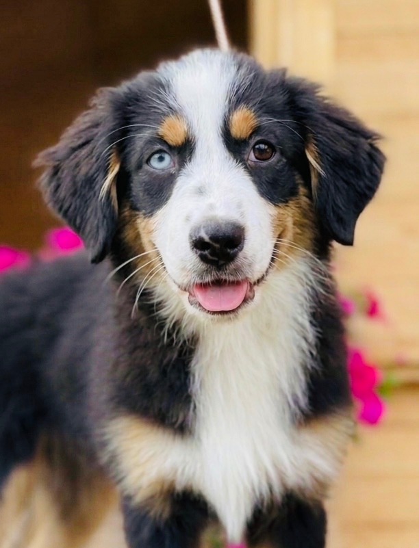 Miniaturowy owczarek amerykański 🐾 - 2