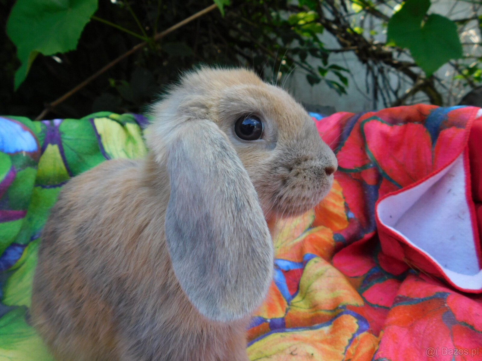 Piękne baranki mini lop - 2
