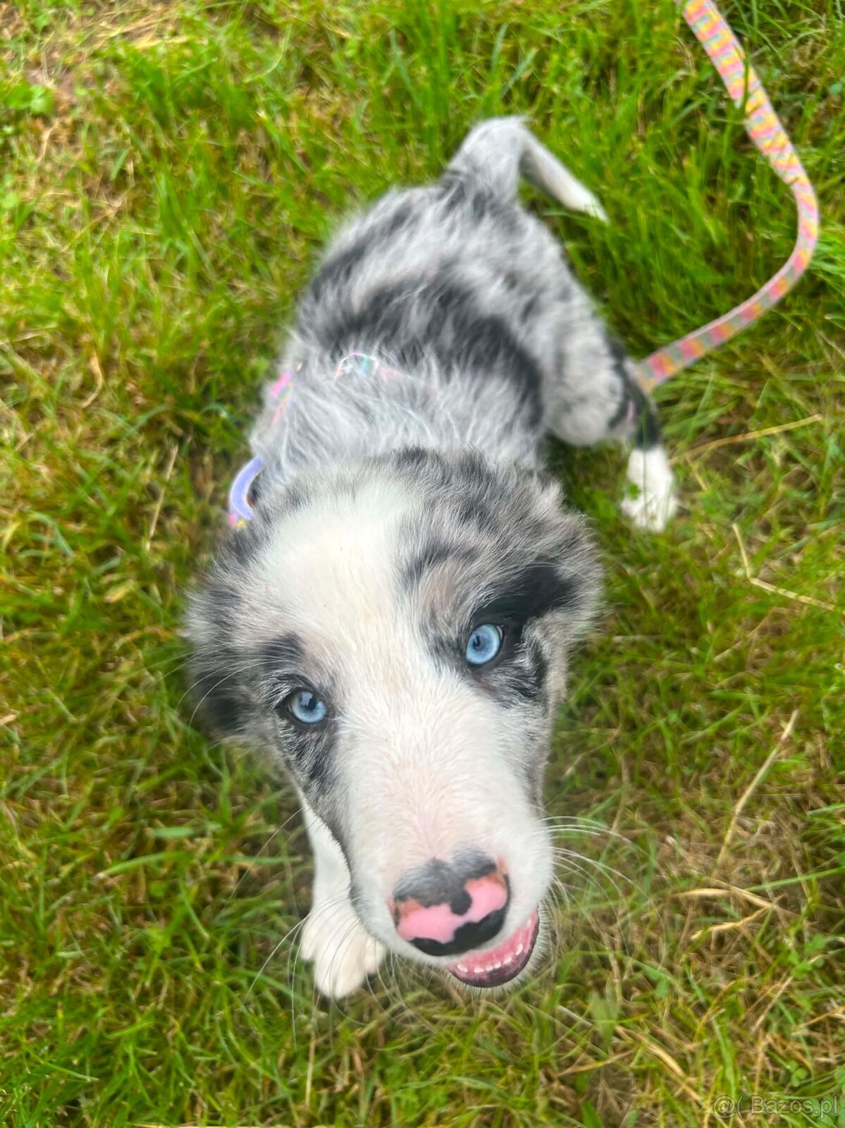 Border collie - 2