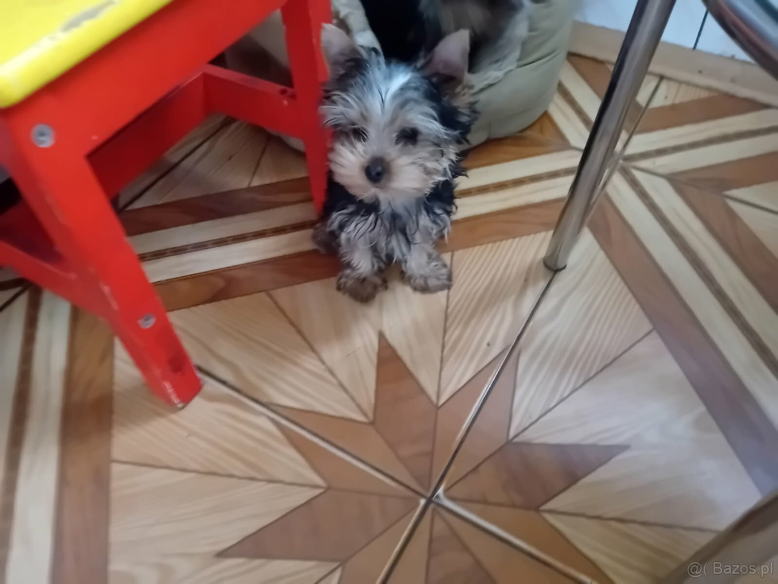 Sprzedam szczeniaki york terrier 2 pieski i 2 suczki - 2