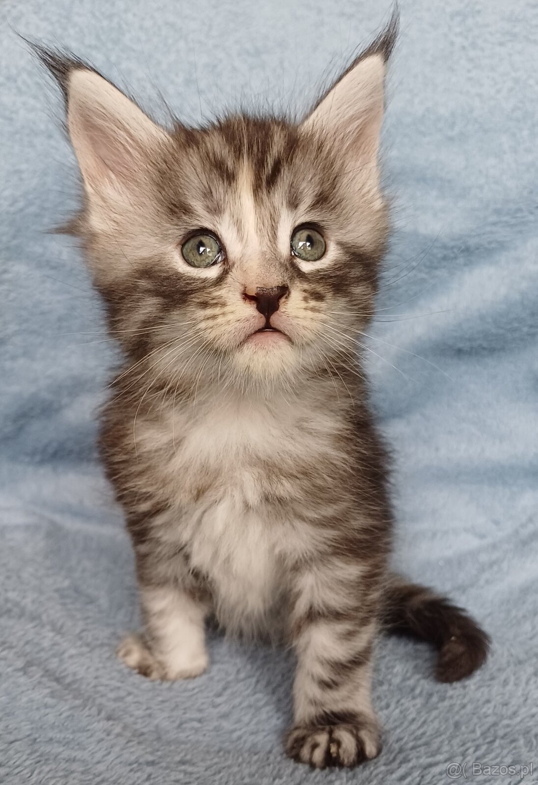 Maine Coon kotka rodowód fpl - 2