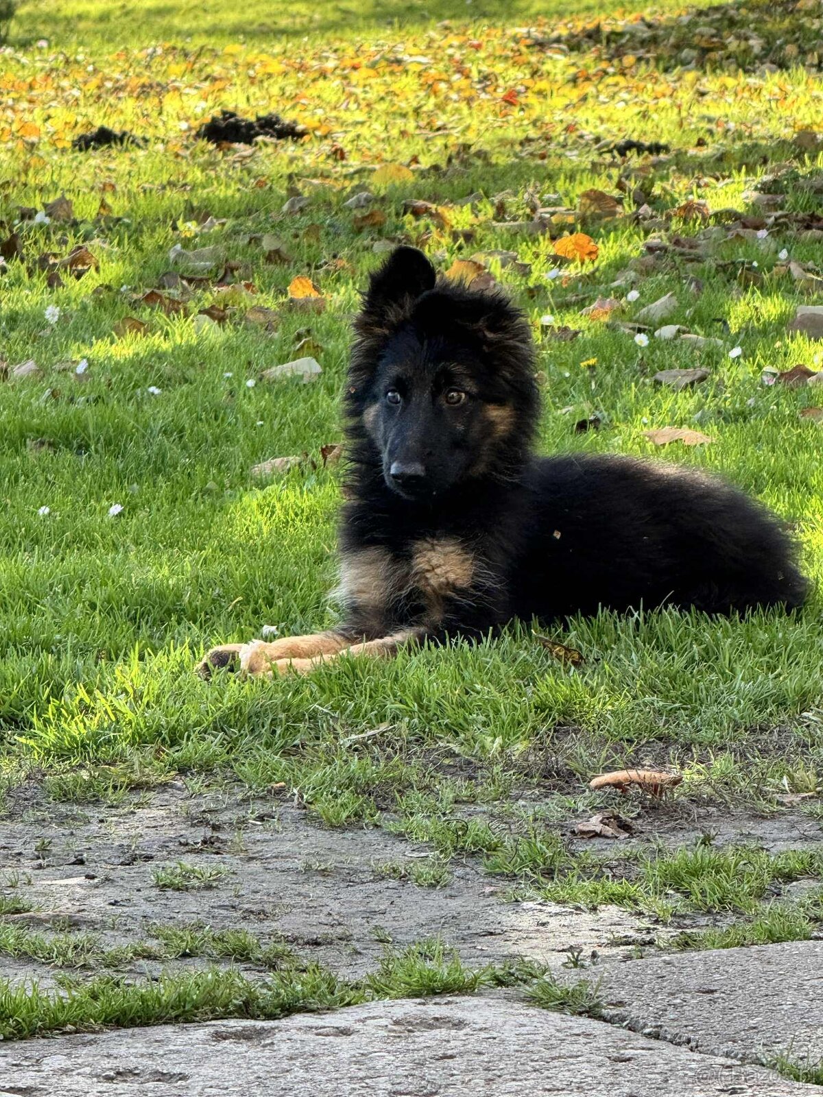 Owczarek niemiecki - 2