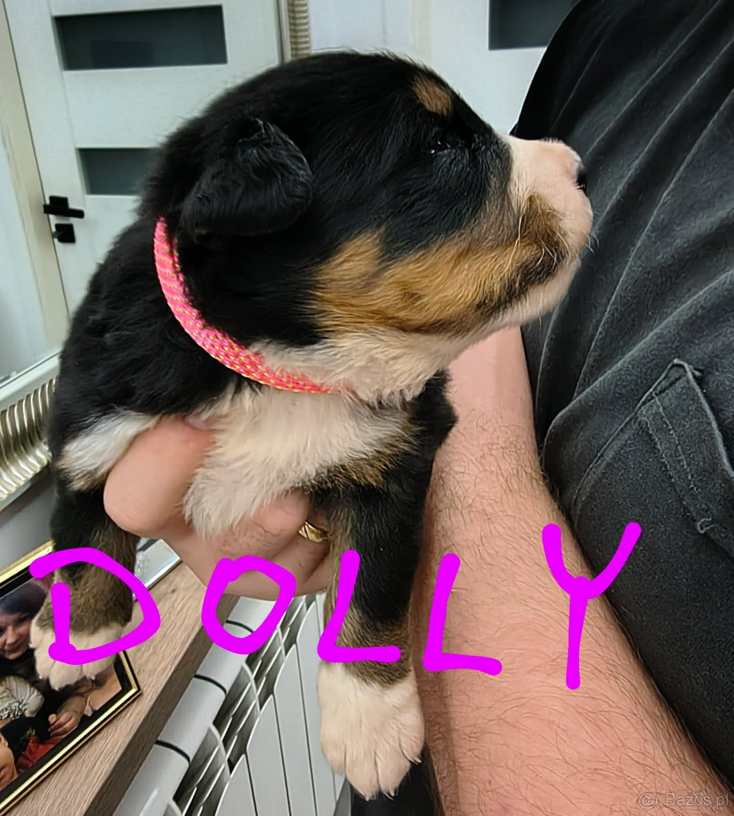 Berneński pies pasterski - 2