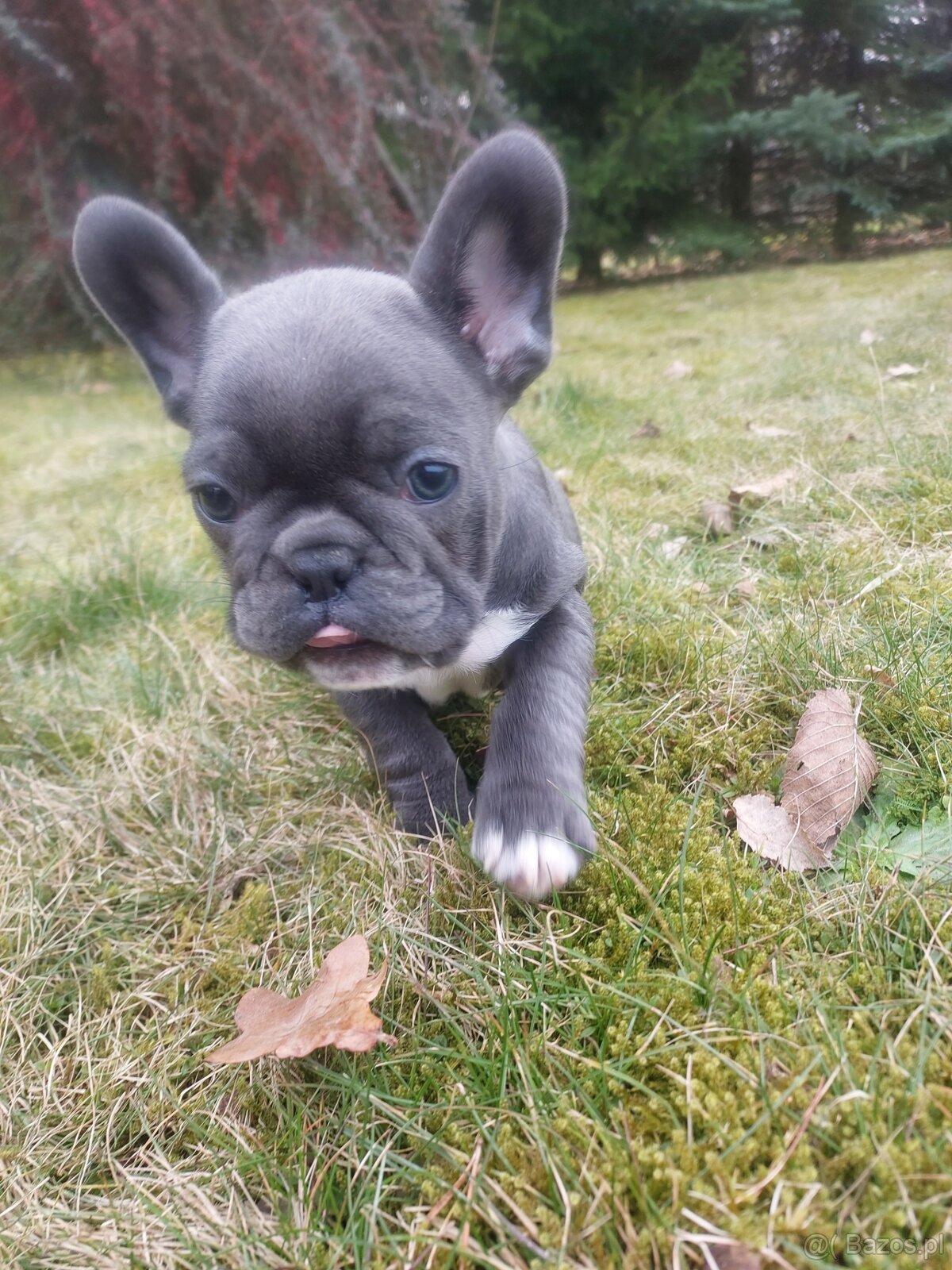 Buldog francuski suczki i pieski - 2