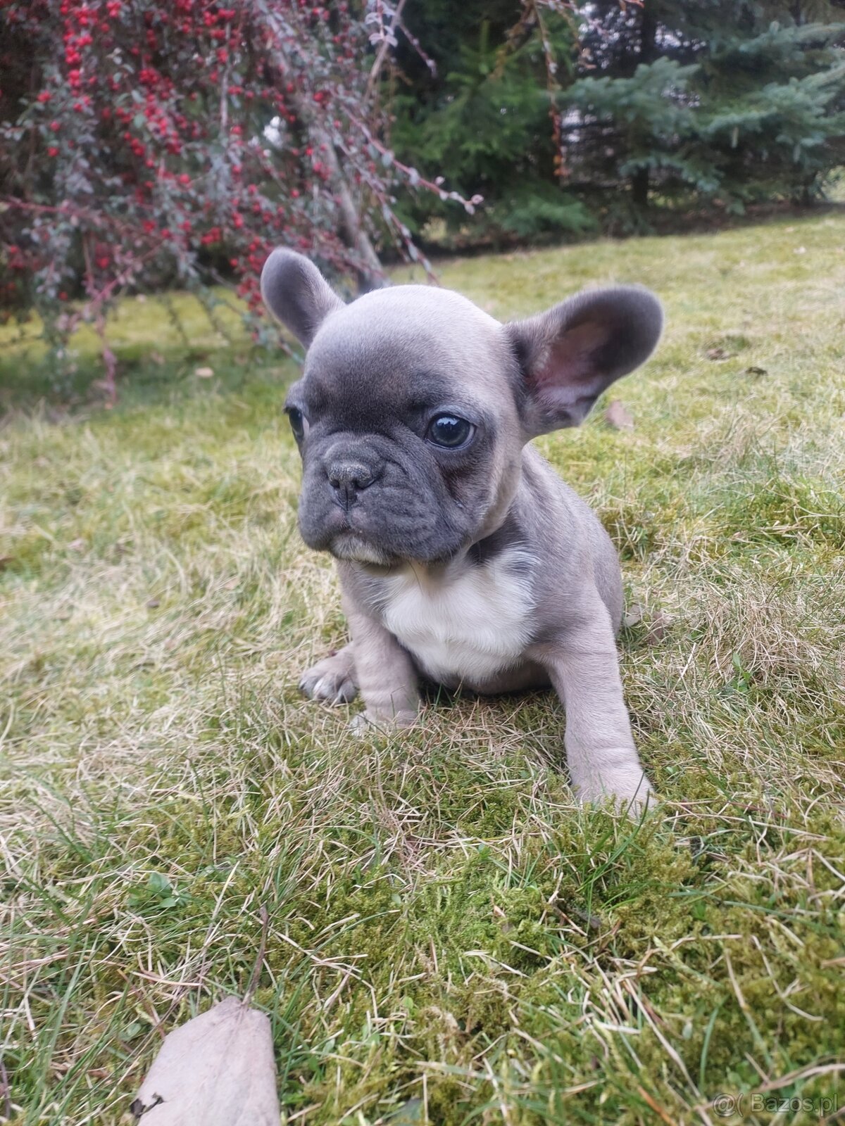 Buldog francuski suczka i piesek - 2