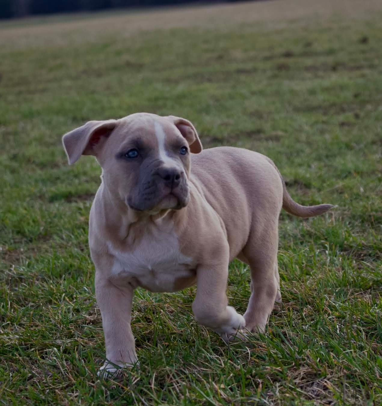 American Bully Standard - 2