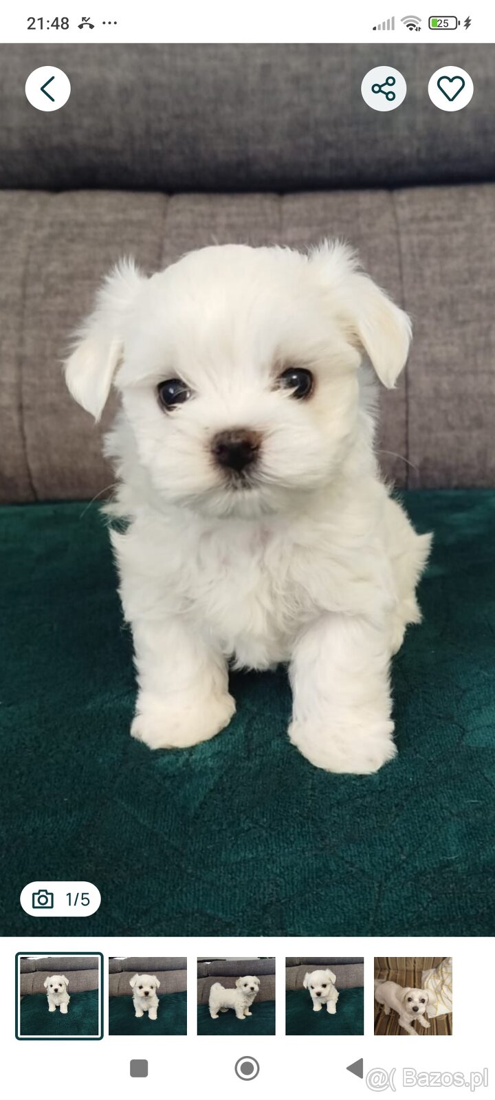 Szczeniaki maltańczyk - 2