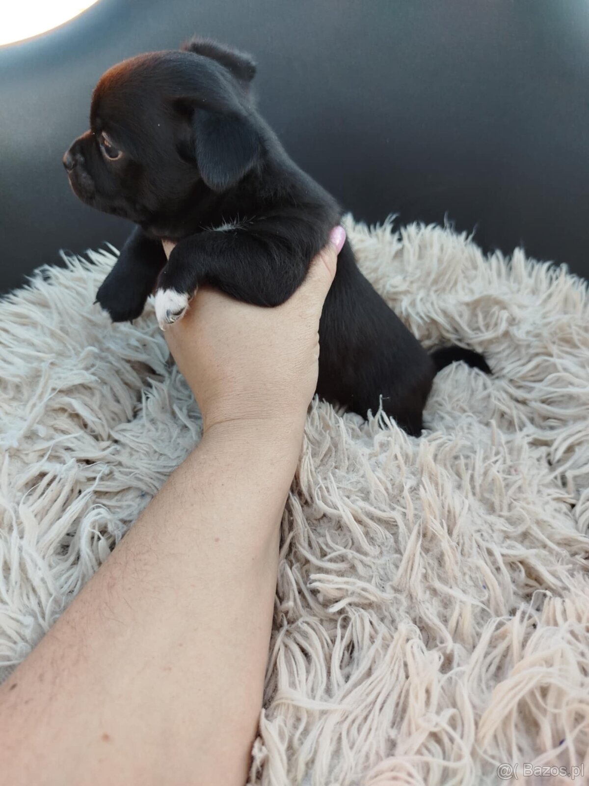 Piękny piesek chihuahua - 2