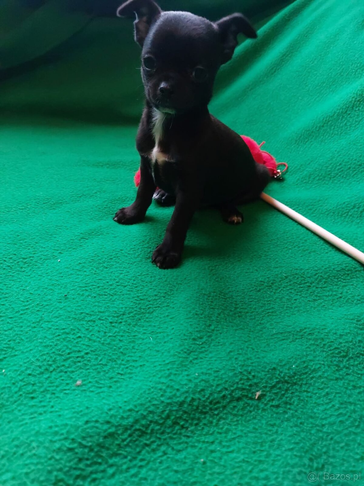 Śliczne suczki CHIHUAHUA - 2