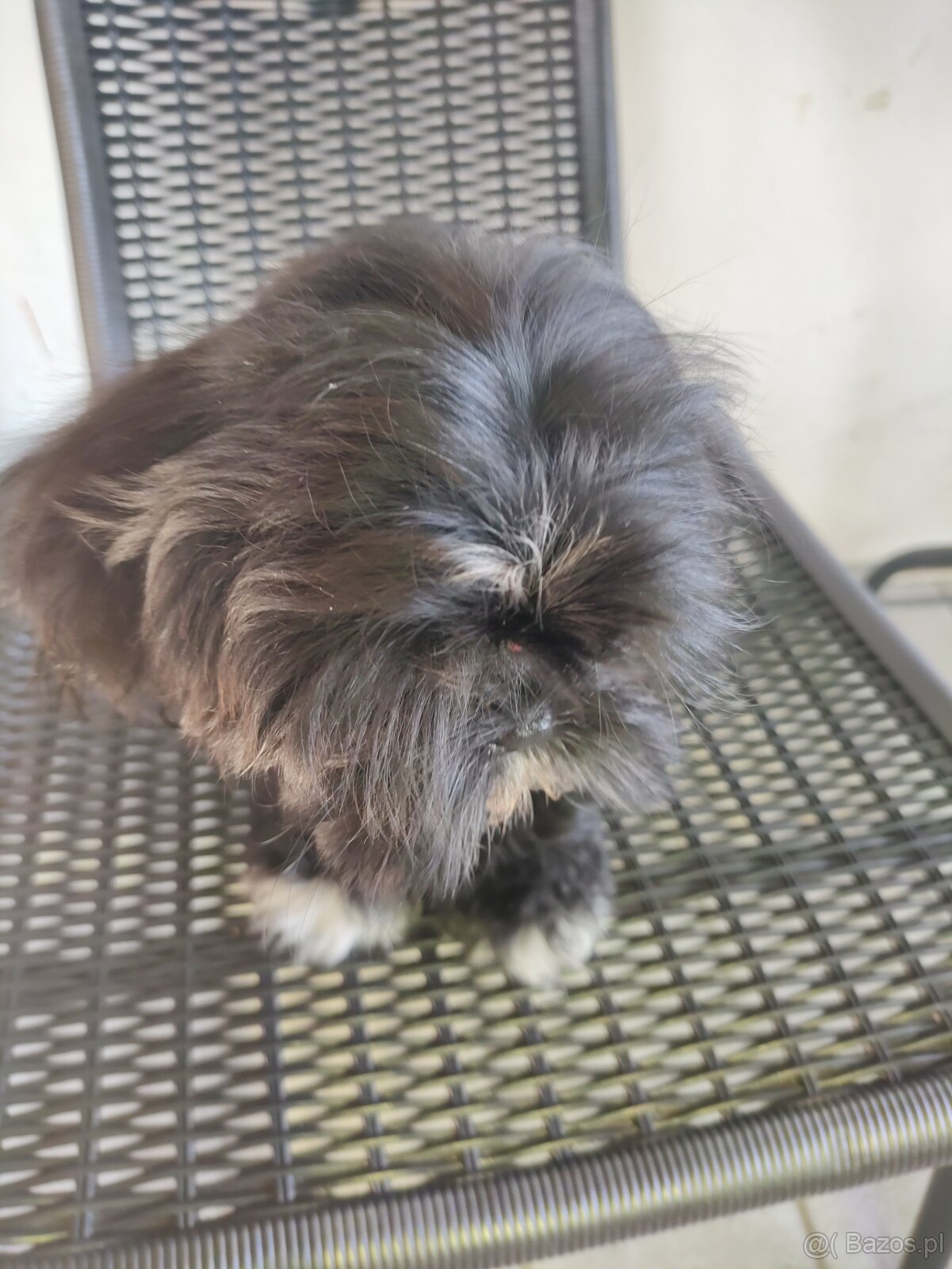 Suczka Shih-tzu - 2