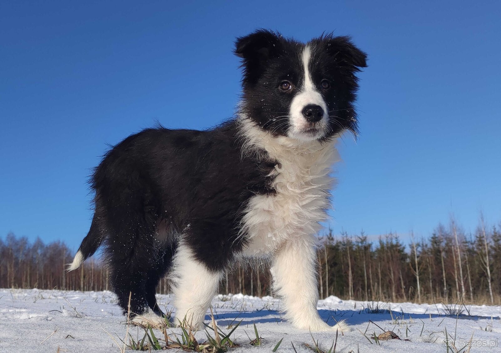 Rasowa suczka BORDER COLLIE z Hodowli, z pełną dok. Rodzice - 2