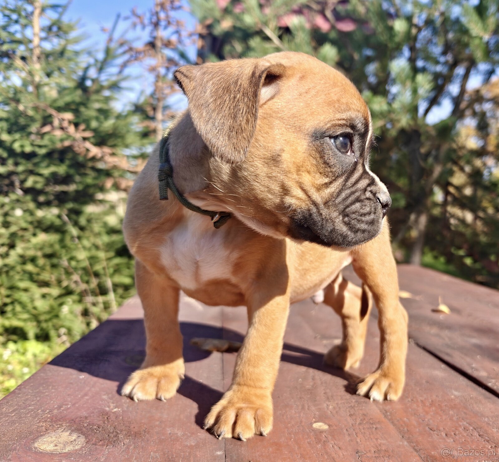 Piekna sunia rasy Bokser - 2