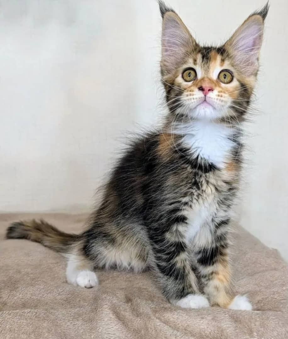 Koty rasy Ragdoll i Maine Coon gotowe na nowe domy - 2