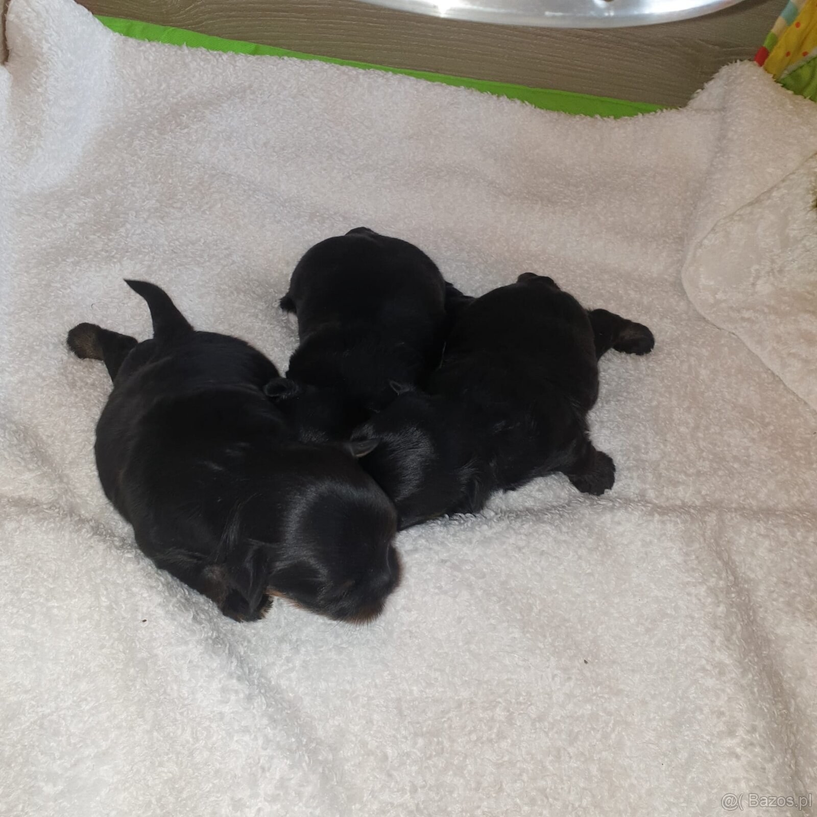 York mikro dziewczynka Czarna - 2