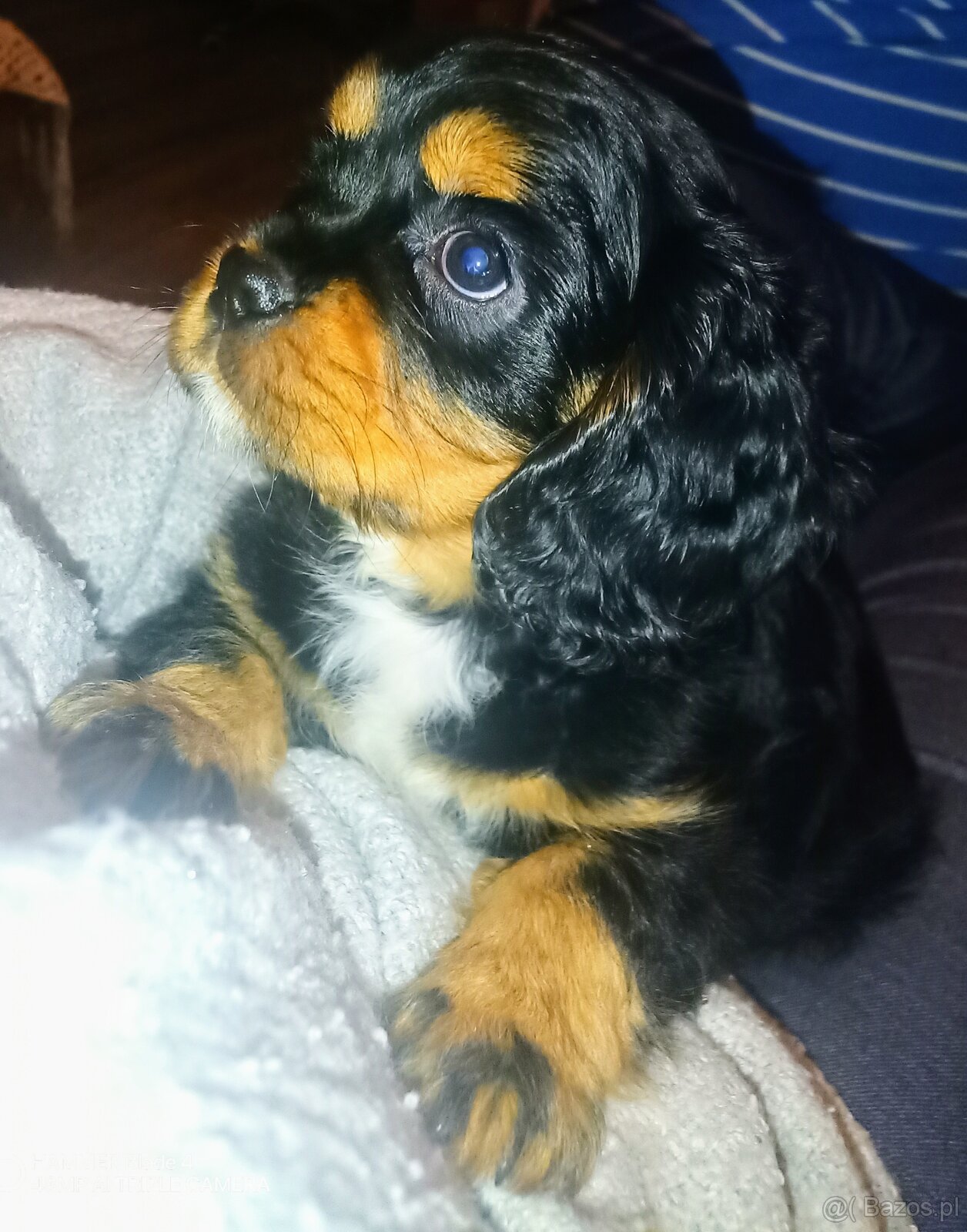 Gotowy do odbioru piesek Cavalier z rodowodem i wyprawką - 2