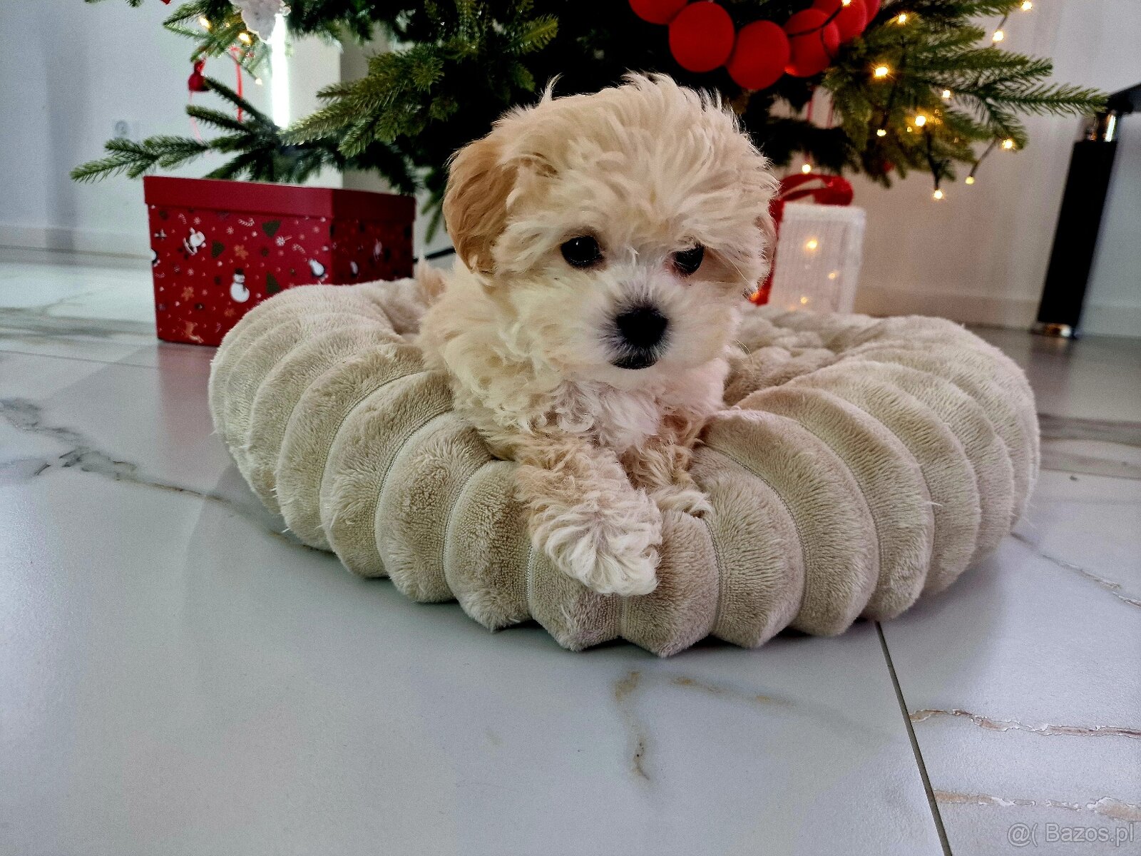 Urocza laleczka Maltipoo Lola juz do odbioru - 2