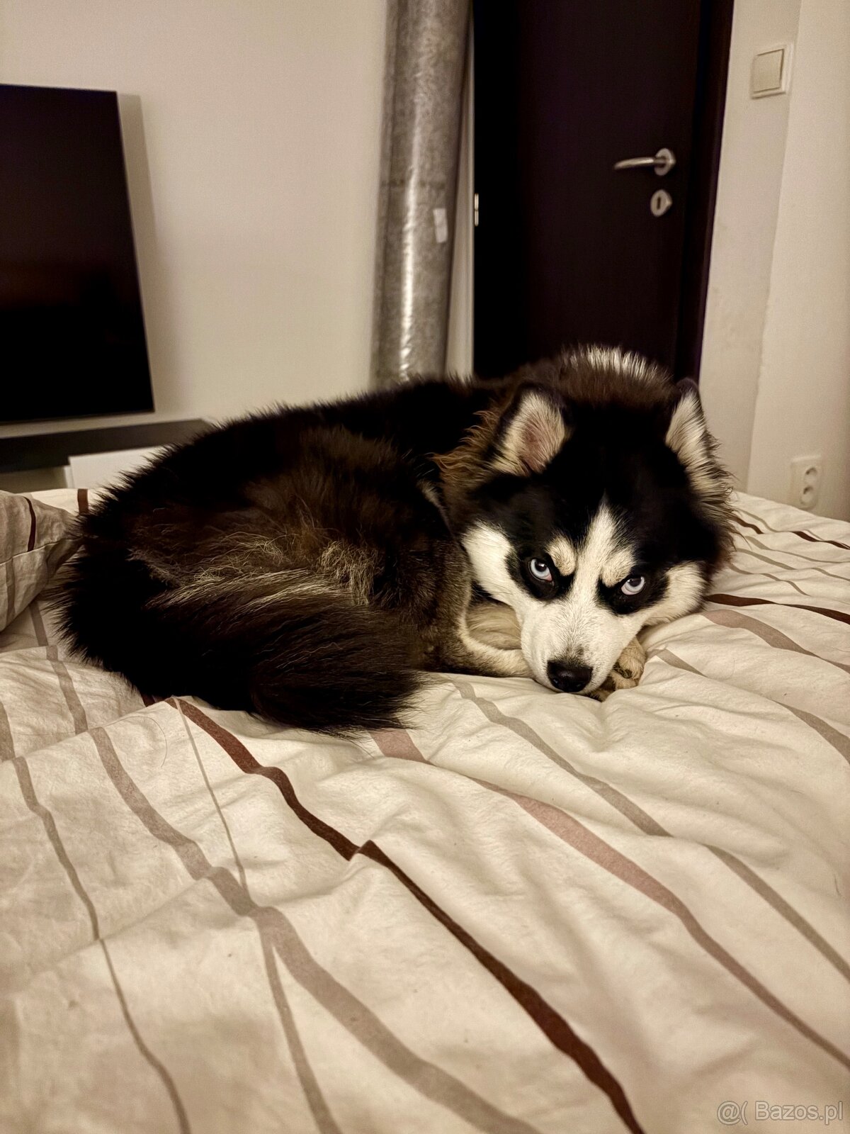 Pomsky - szczenięta - 2