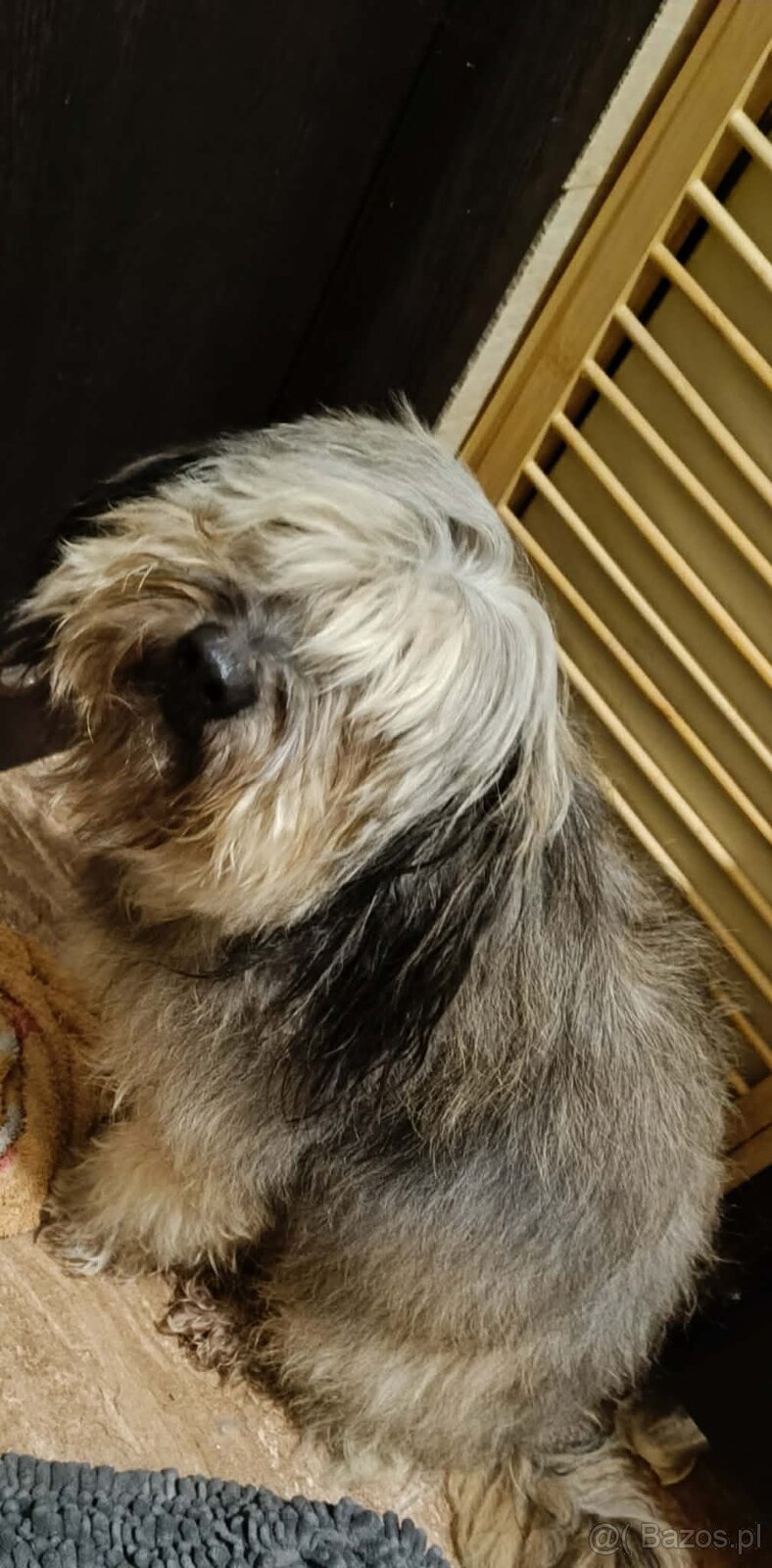 Siostry szukają domu. - 2