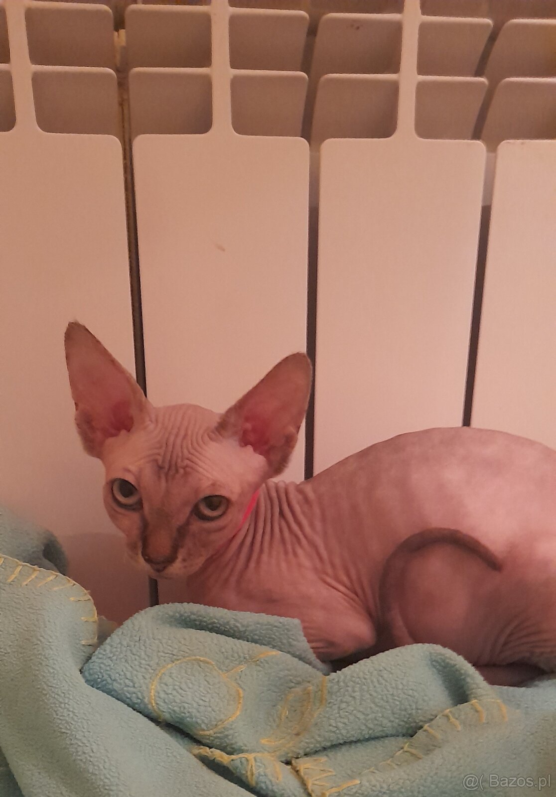 Sfinksy Kanadyjskue - 2