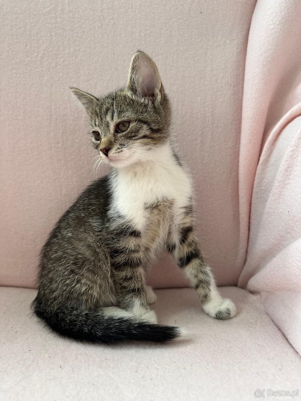 Oddam cztery małe kotki trzymiesieczne - 2