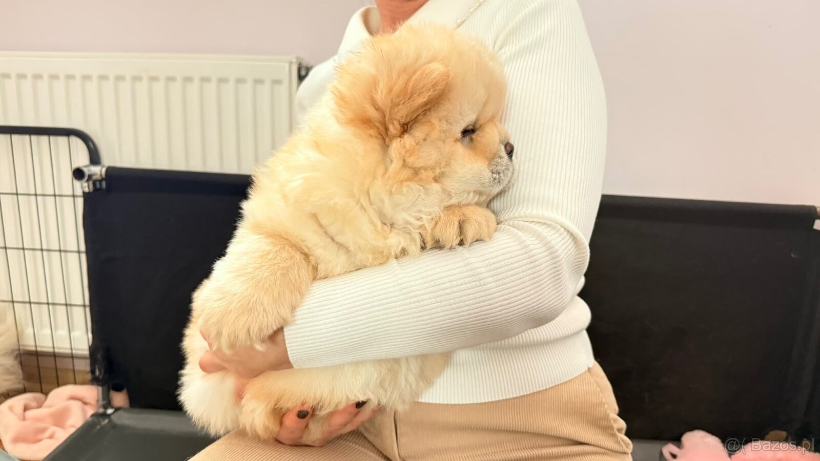 CHOW CHOW szczenięta kremowe - 2